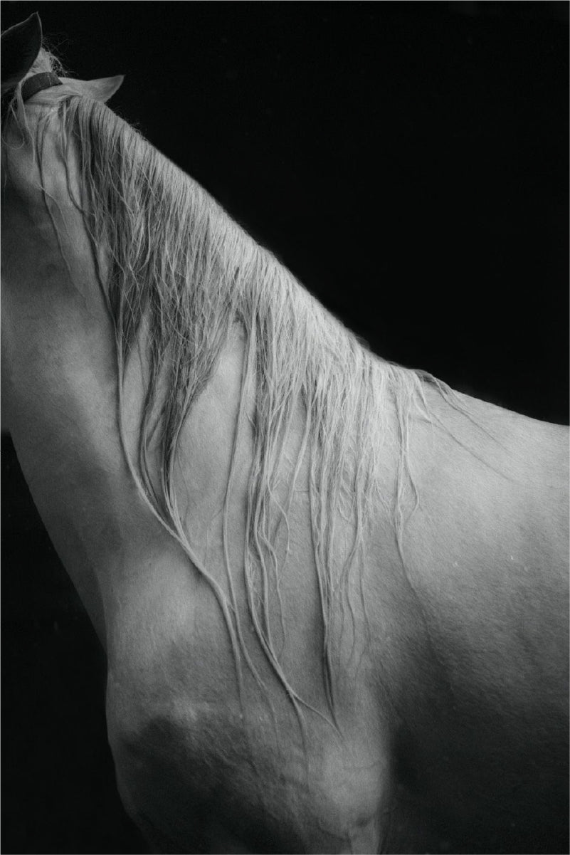 MARIANA GARCIA  Bold / 2020